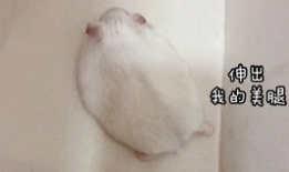 撸管小视频,网络传播的隐秘现象解析