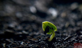 种子视频,从播种到成长的奇妙旅程